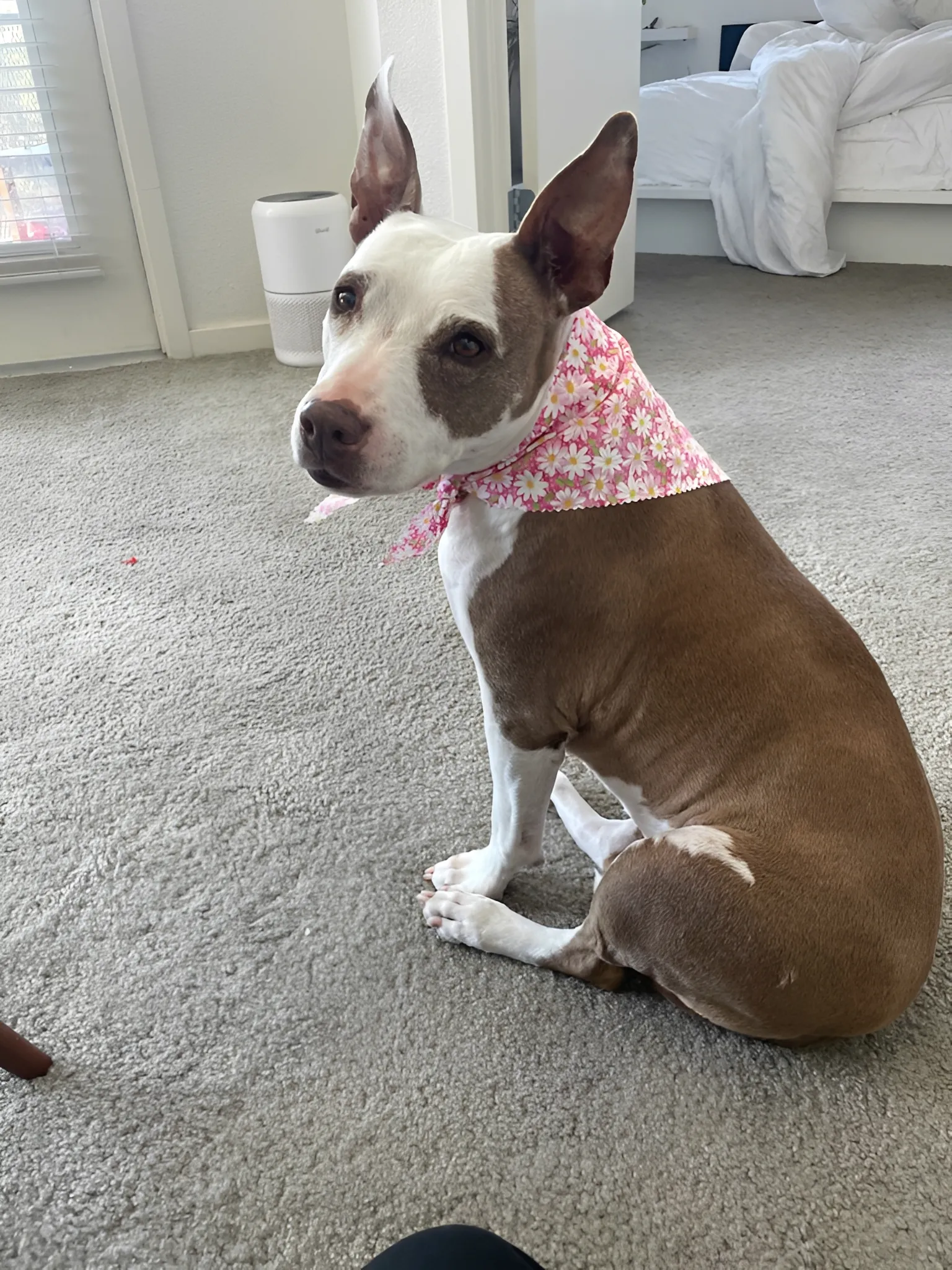 Dog wearing pink floral bandana indoors.
