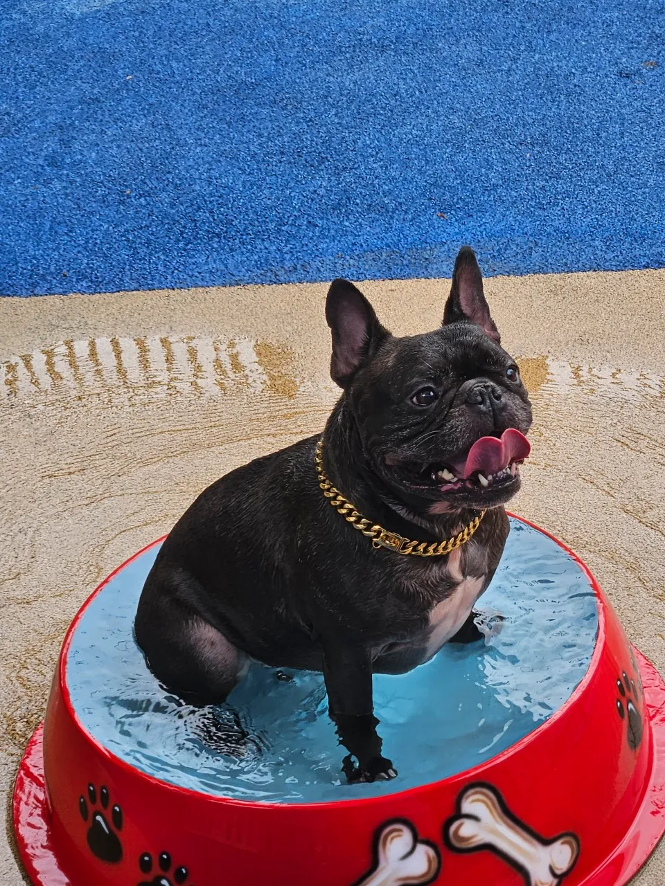 Dog sitting in a large red bowl.