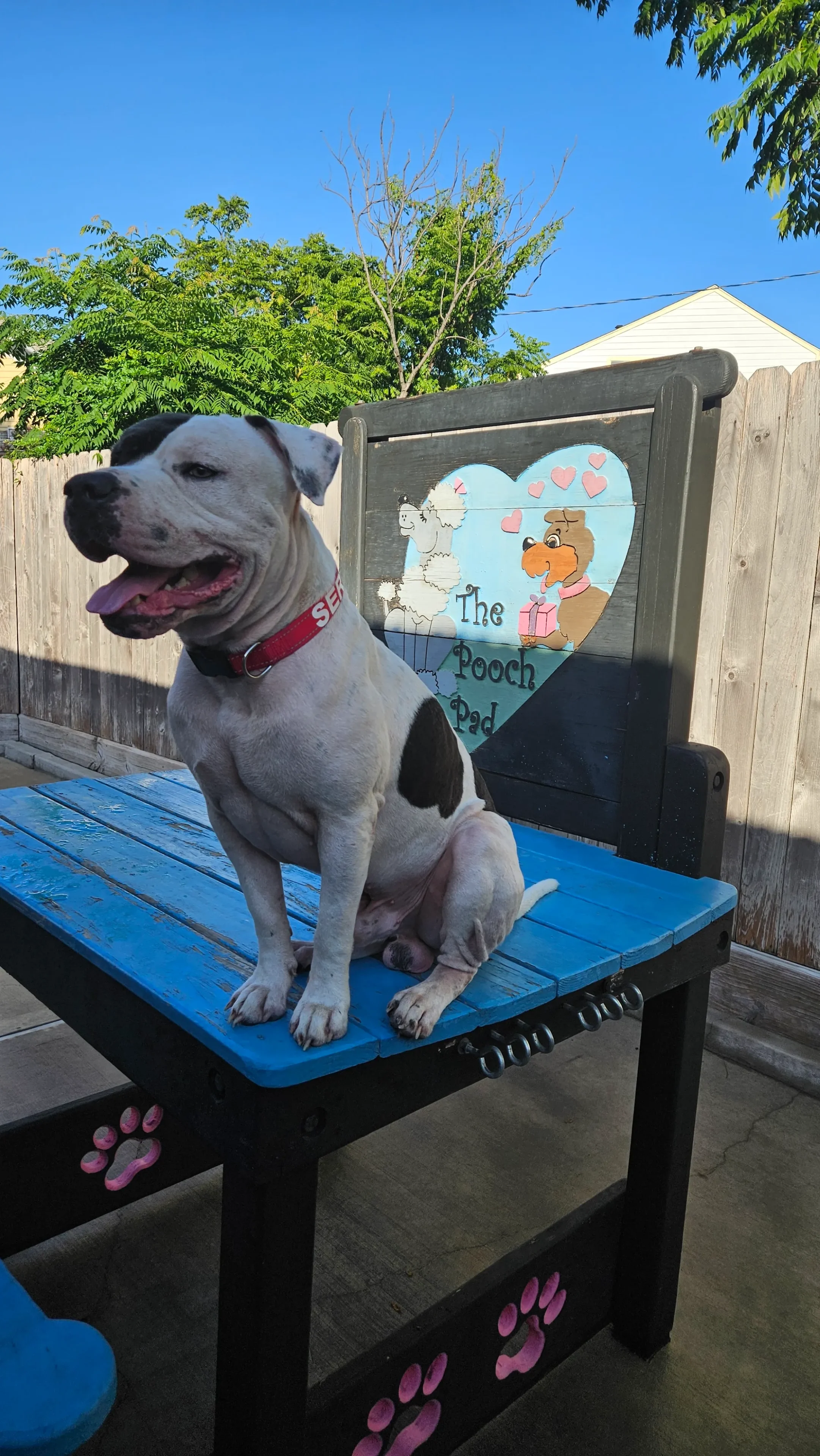 Dog sitting on a blue-painted table.