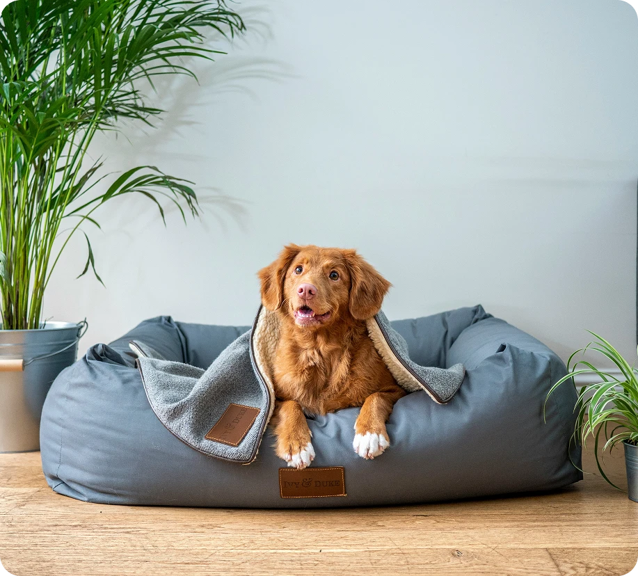 Happy dog lounging in pet bed