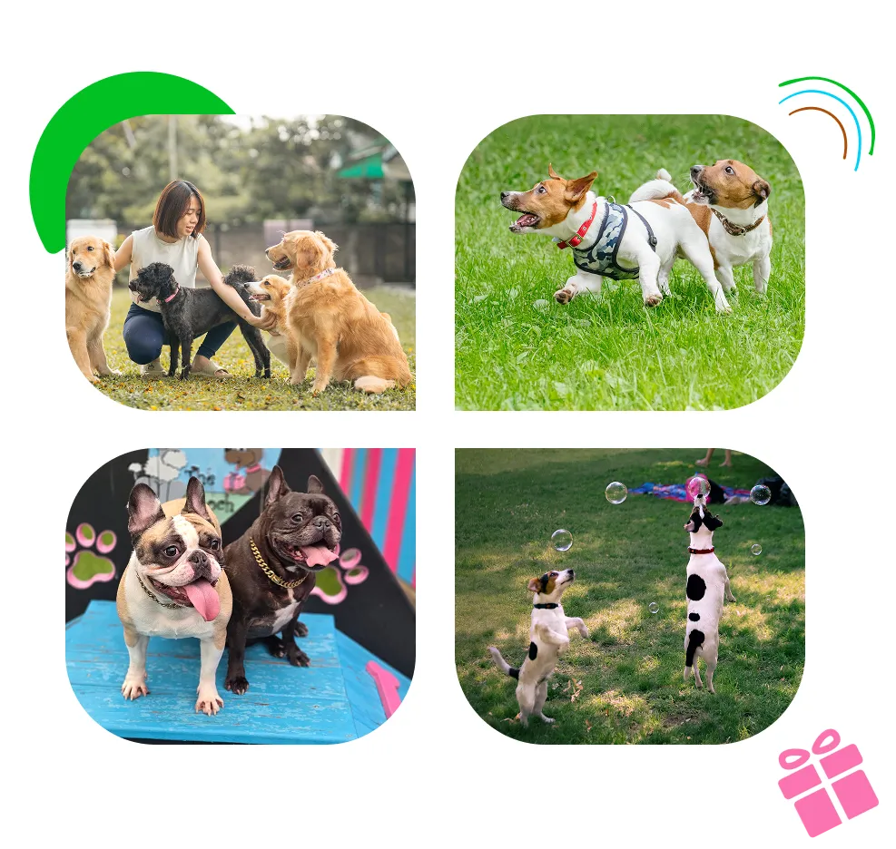Dogs playing and interacting in various settings.