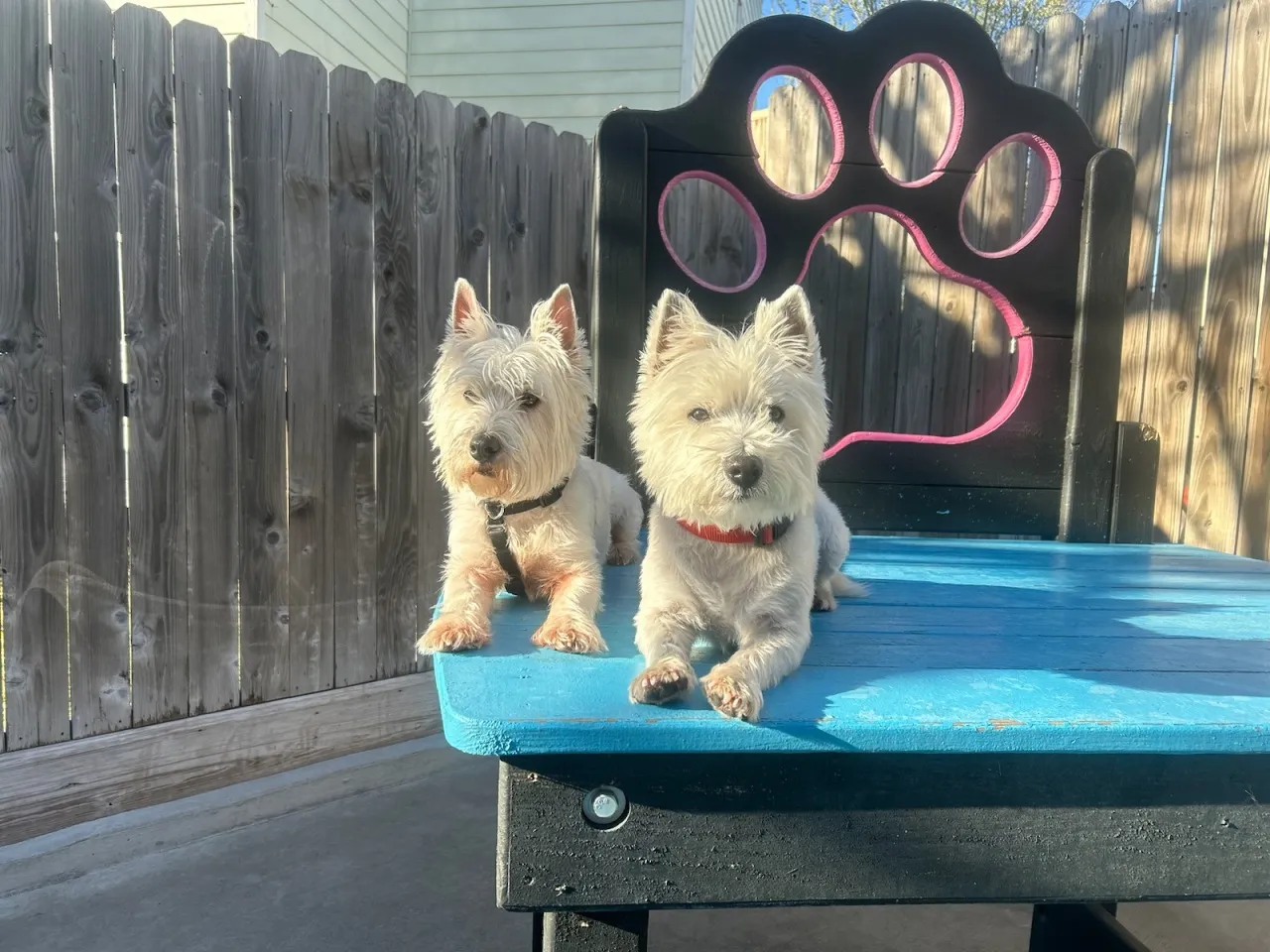 Two small dogs sitting on blue bench.