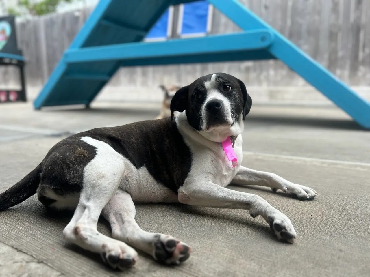 Dog lying on concrete with pink collar.