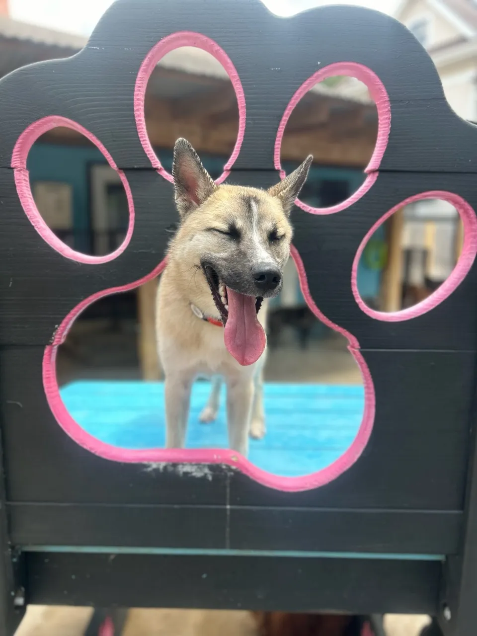 Dog smiling through paw-shaped cutout.