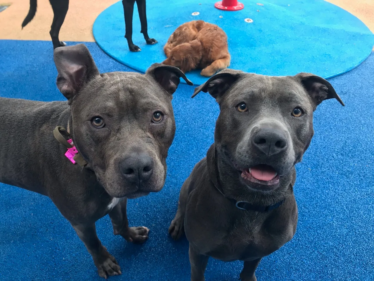 Two dogs standing on a blue surface.