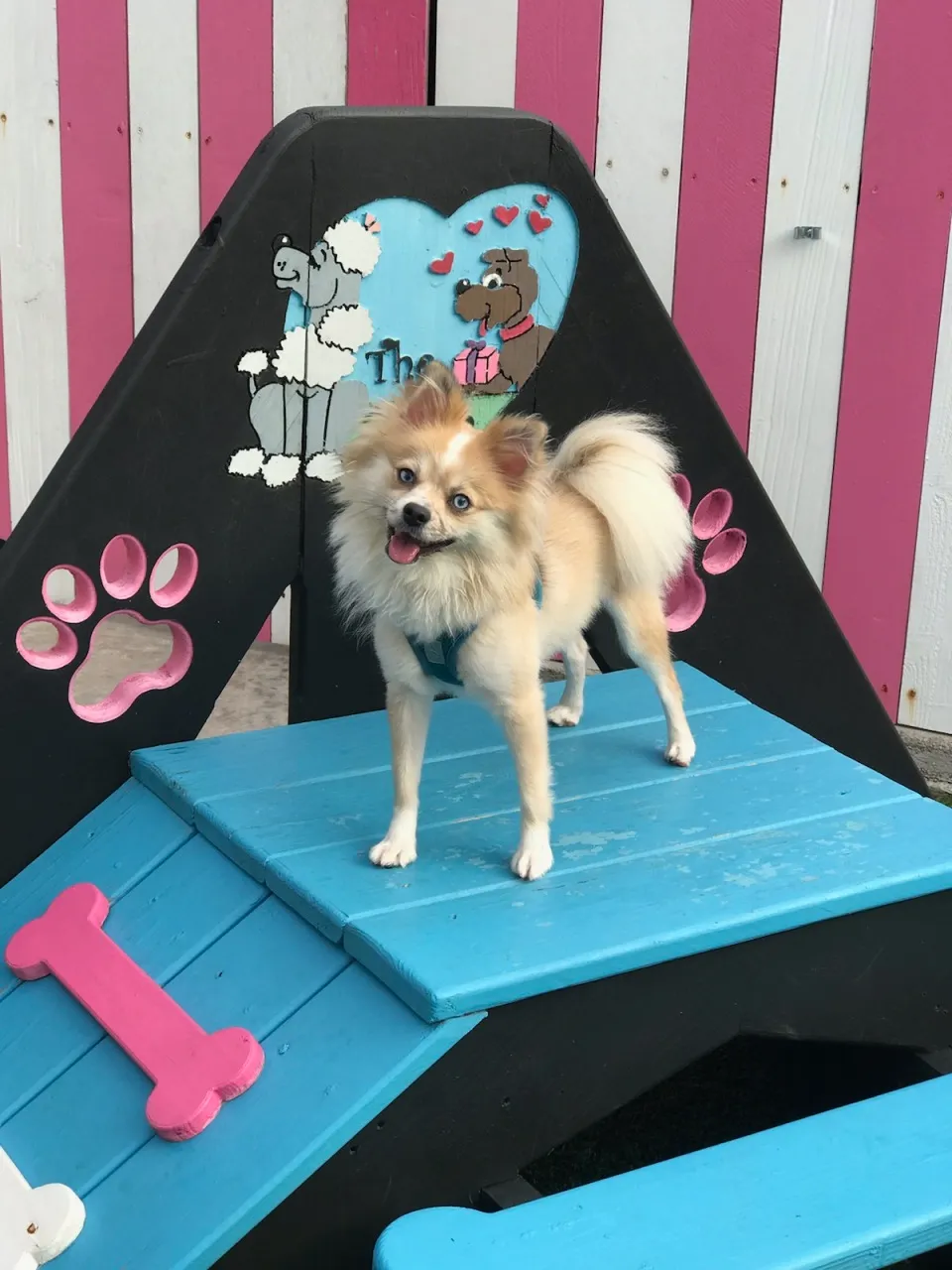The Pooch Pad