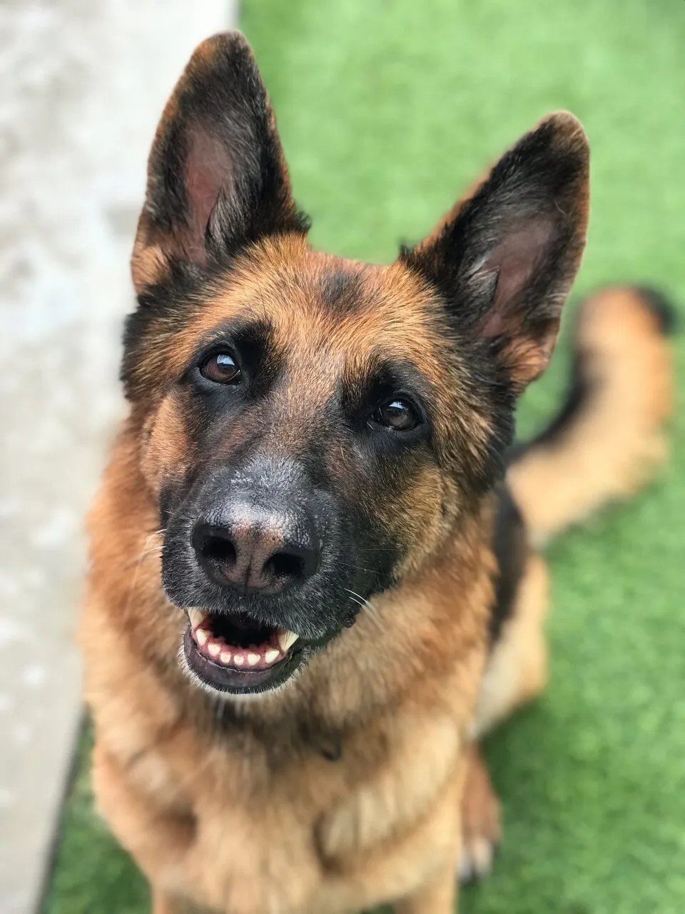 Smiling German Shepherd on green grass.