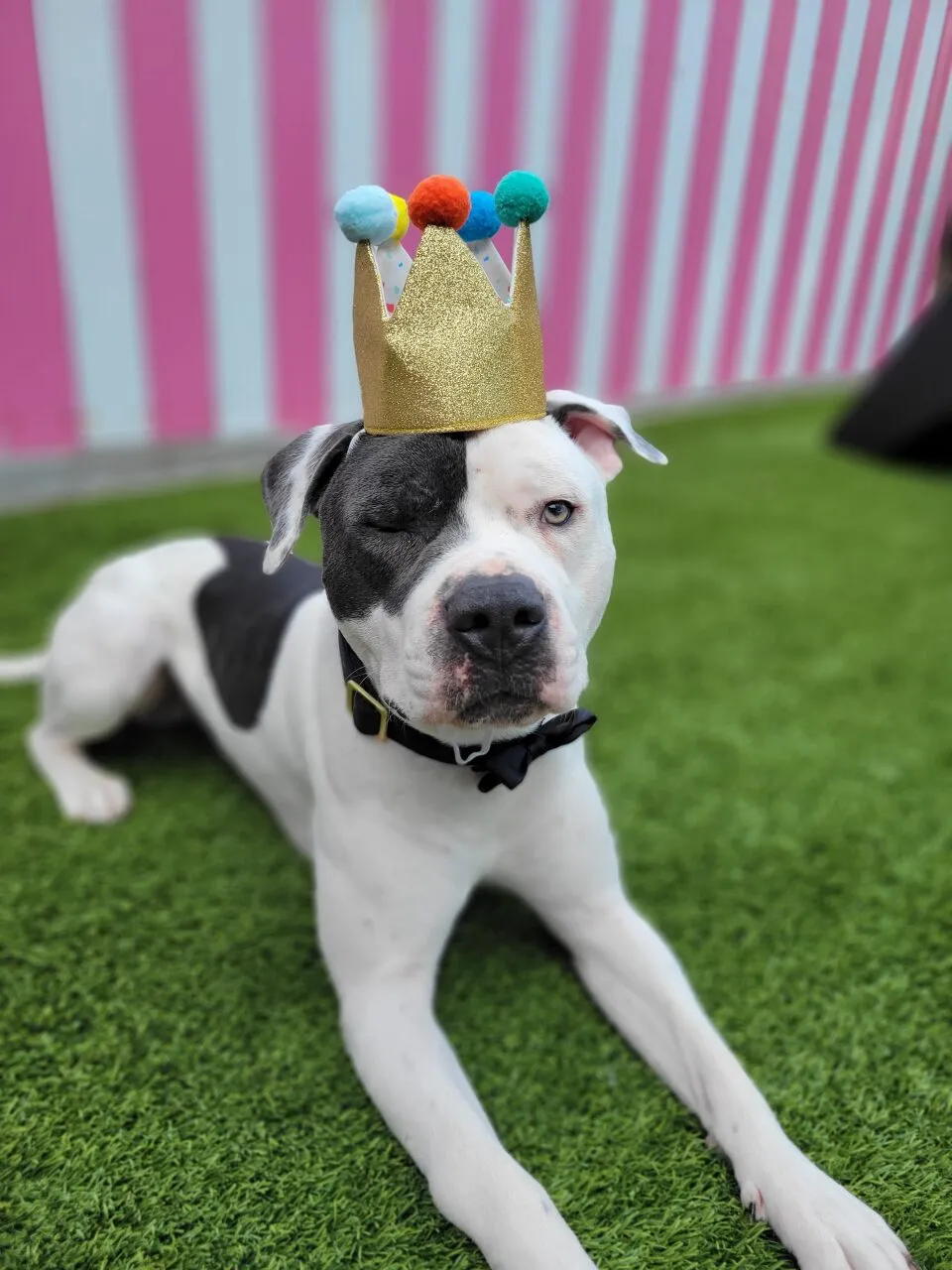 Dog wearing a crown on green grass.