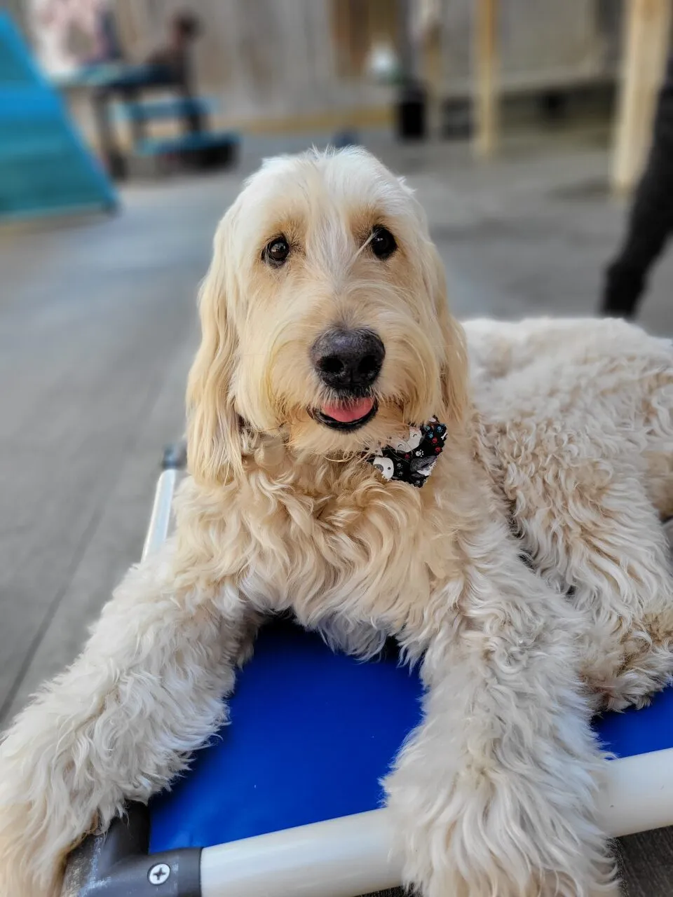 Fluffy dog resting on blue platform.