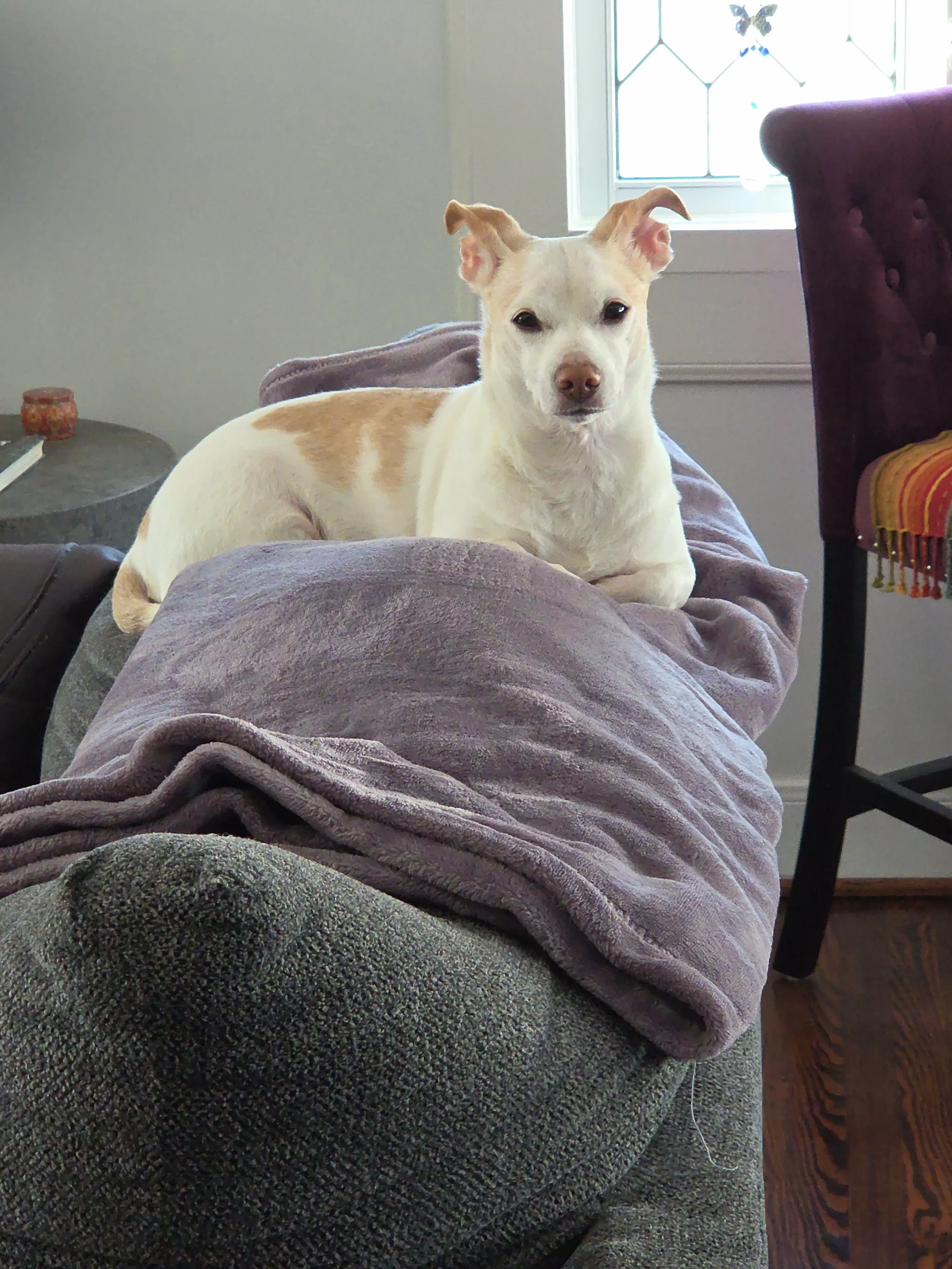 Dog resting on couch with purple blanket.