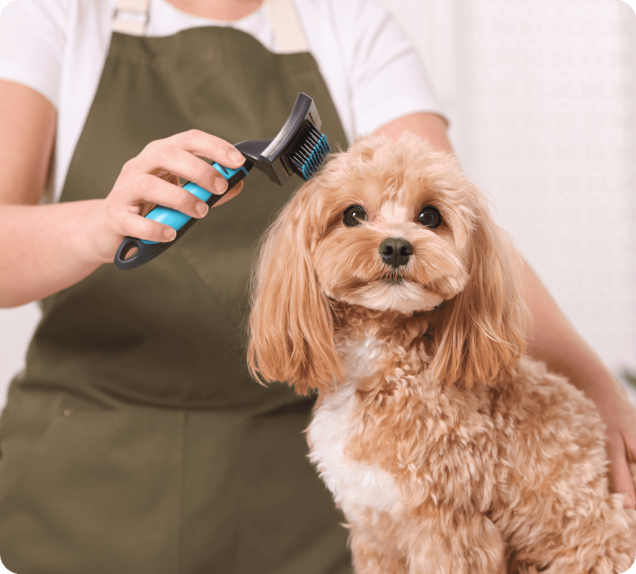 Poodle being brushed by a groomer