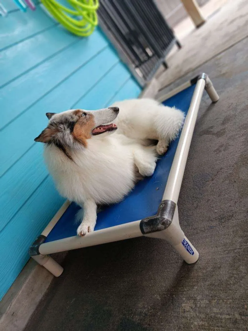 Fluffy dog resting on blue elevated bed.