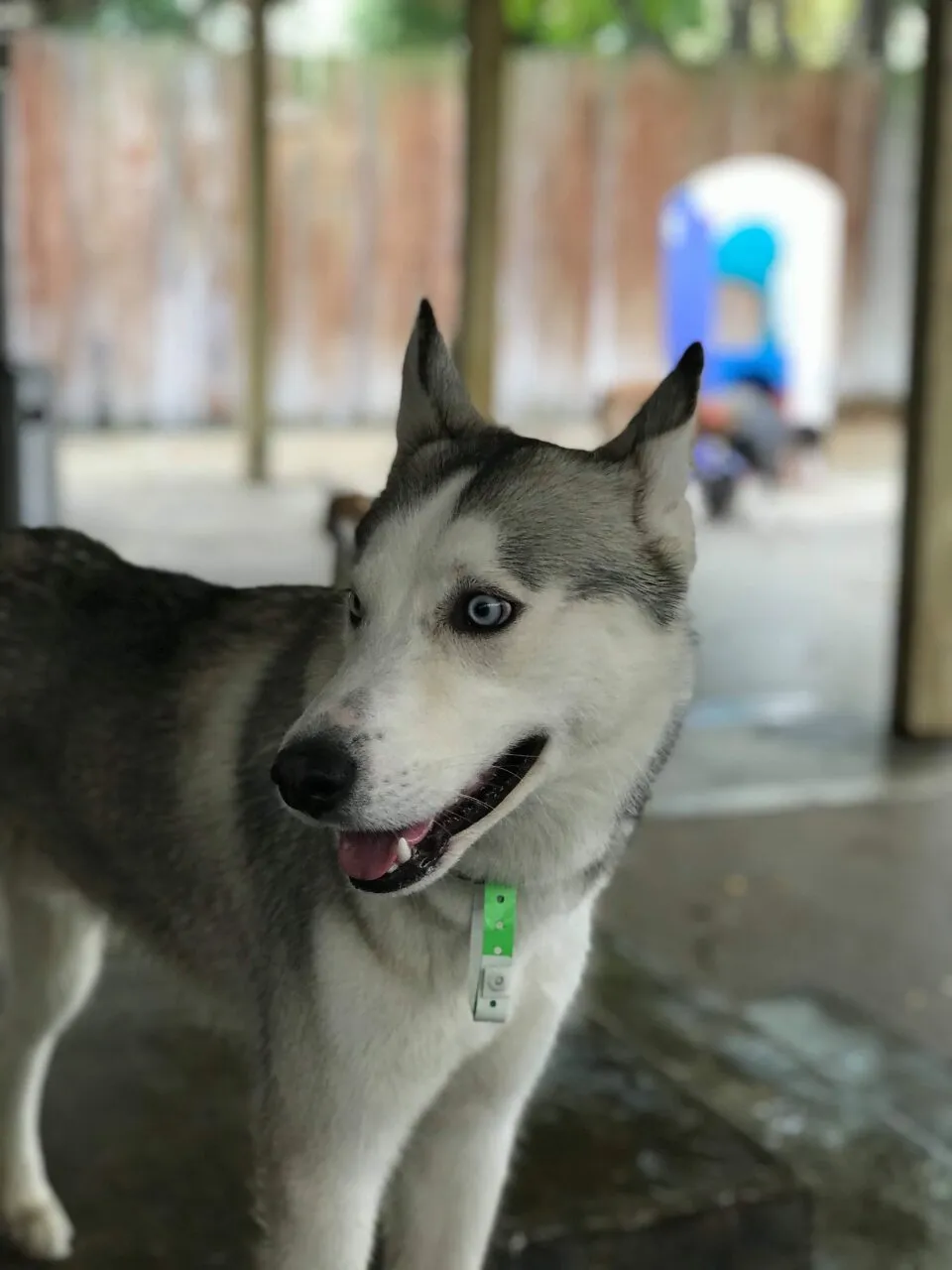 Siberian Husky dog with blue eyes outdoors.