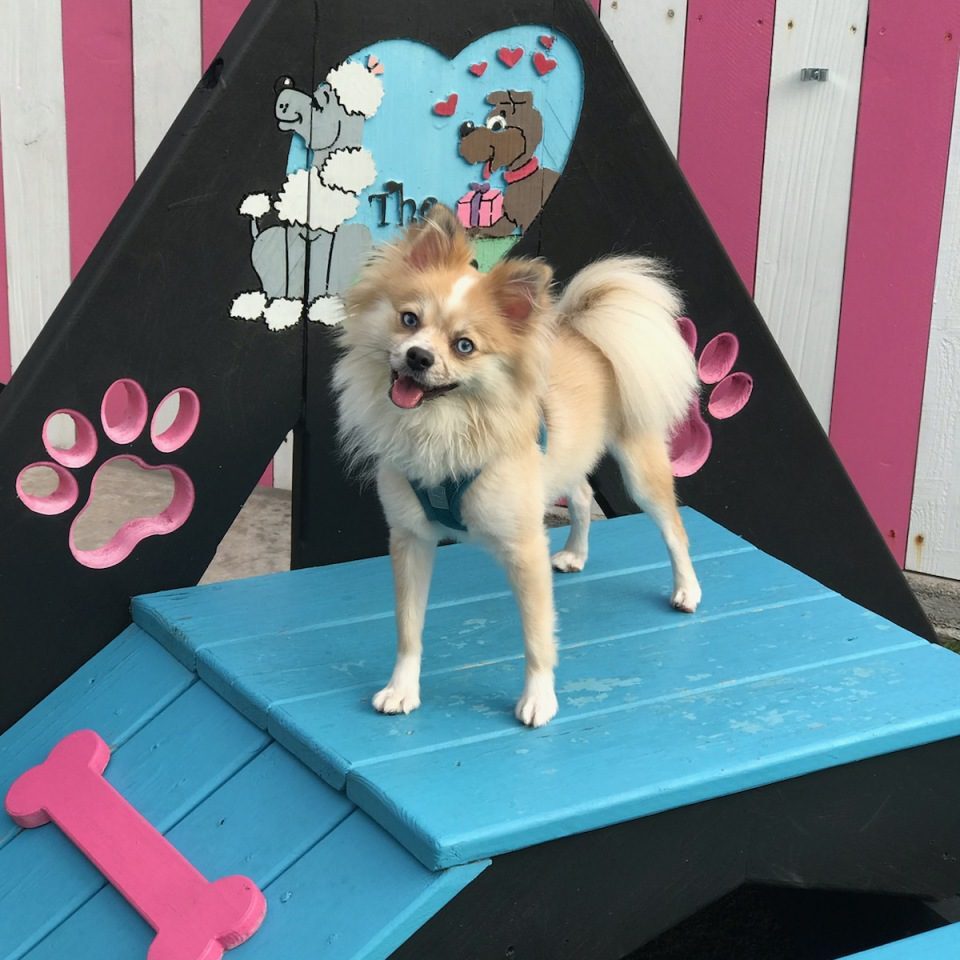 Dog standing on colorful playground structure.